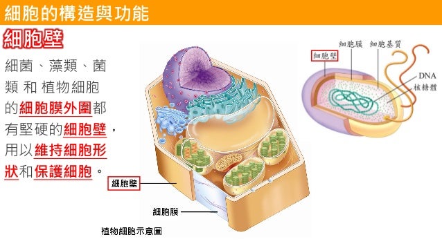 08 細胞與微生物 08 細胞與微生物