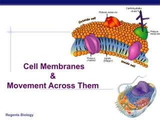 Cell Membranes
&
Movement Across Them

Regents Biology

2006-2007

 