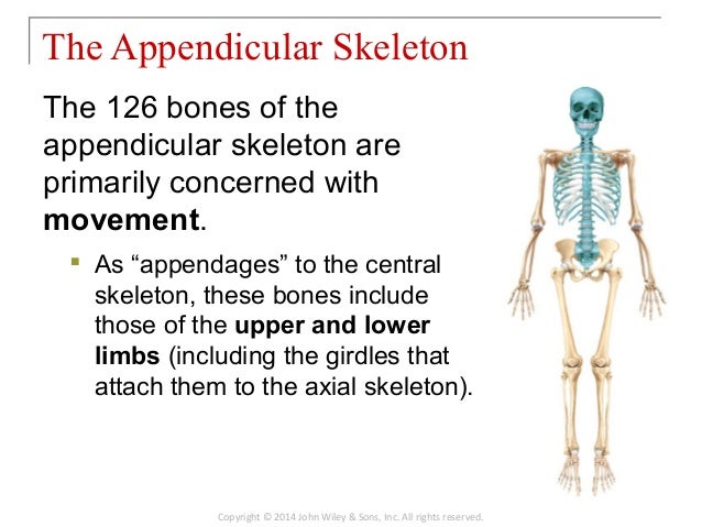 08 [chapter 8 the skeletal system appendicular skeleton]