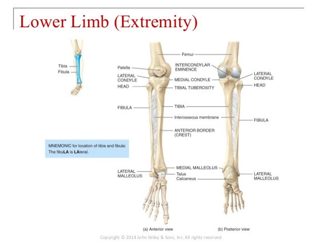 Lower Body Skeletal Anatomy : Bones Of The Lower Limb Teachmeanatomy