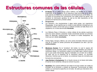 08 célula | PPT