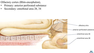 Cranial Nerve 1, 2 / Cranial Nerve 1, 2 .pdf