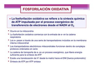 08  cte fosforilación oxidativa pdf