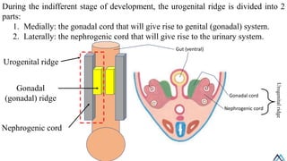 08 Development of Female Reproductive System / Development of Female ...