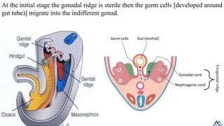 08 Development of Female Reproductive System / Development of Female ...