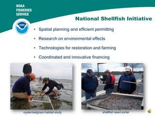 National Shellfish Initiative
• Spatial planning and efficient permitting
• Research on environmental effects
• Technologi...