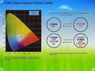 08d visual signal processing color vision | PPT