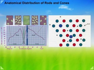 Anatomical Distribution of Rods and Cones 