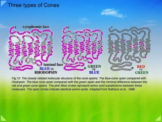 Three types of Cones 
