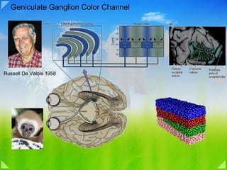 Geniculate Ganglion Color Channel Russell De Valois 1958 