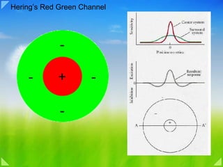 Hering’s Red Green Channel 