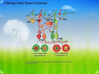 Hering’s Red Green Channel 