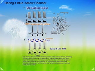Hering’s Blue Yellow Channel 