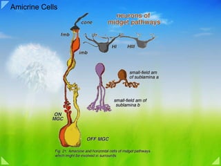 Amicrine Cells 