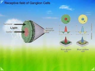 Receptive field of Ganglion Cells 