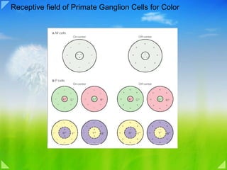 Receptive field of Primate Ganglion Cells for Color 