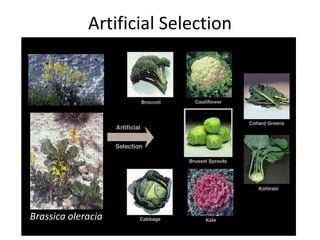 08 evidence of evolution artificial selection | PPTX