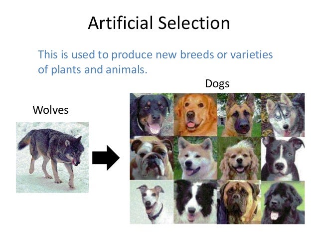 Artificially Breeding Dogs Artificially Breeding Dogs