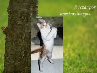 A rezar por
nuestros amigos…
 