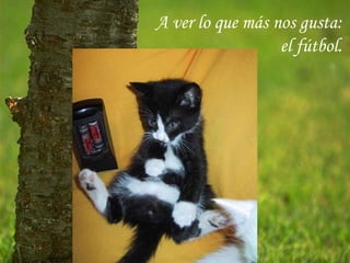 A ver lo que más nos gusta:
                  el fútbol.
 