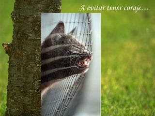 A evitar tener coraje…
 