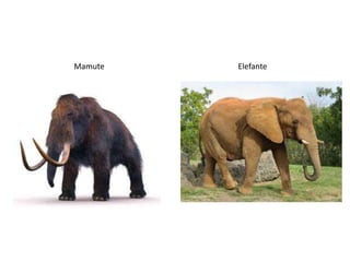 Mamute

Elefante

 