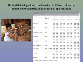 Figura 8.2
Peter J Russell, Genetica © 2010 Pearson Italia S.p.A
Diversi enzimi di restrizione
riconoscono diverse sequenze
palindrome e operano tagli diversi
(estremità adesive, estremità
piatte)
 