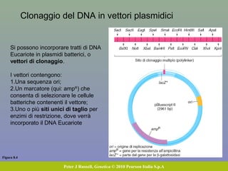 Le sonde o probe sono sequenze marcate che riconoscono
sequenze complementari e vi si legano
 