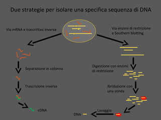 Digestione con diversi enzimi di restrizione, e isolamento con
sonde, di regioni mitocondriali in due specie di ape Melipona
 