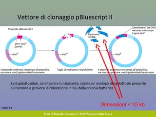 Figura 8.4
Peter J Russell, Genetica © 2010 Pearson Italia S.p.A
Si possono incorporare tratti di DNA
Eucariote in plasmidi batterici, o
vettori di clonaggio.
I vettori contengono:
1.Una sequenza ori;
2.Un marcatore (qui: ampR
) che consenta
di selezionare le cellule batteriche
contenenti il vettore;
3.Uno o più siti unici di taglio per enzimi
di restrizione, dove verrà incorporato il
DNA Eucariote
Clonaggio del DNA in vettori plasmidici
 