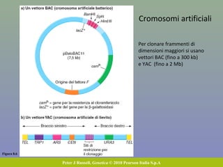 Due strategie per isolare una specifica sequenza di DNA
Via mRNA e trascrittasi inversa Via enzimi di restrizione
e Southern blotting
Separazione in colonna
Trascrizione inversa
cDNA
Digestione con enzimi
di restrizione
Ibridazione con
una sonda
Lavaggio
DNA
 