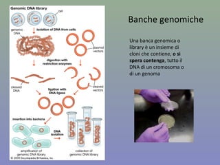 Figura 8.5
Peter J Russell, Genetica © 2010 Pearson Italia S.p.A
La β galattosidasi, se integra e funzionante, scinde un analogo del galattosio presente
sul terreno e provoca la colorazione in blu della colonia batterica
Vettore di clonaggio pBluescript II
Dimensioni < 15 kb
 