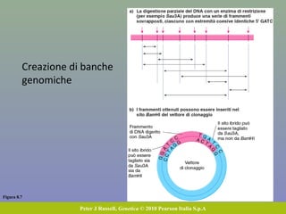 Figura 8.6
Peter J Russell, Genetica © 2010 Pearson Italia S.p.A
Per clonare frammenti di
dimensioni maggiori si usano
vettori BAC (fino a 300 kb)
e YAC (fino a 2 Mb)
Cromosomi artificiali
 
