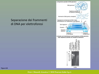 Banche genomiche
Una banca genomica o
library è un insieme di
cloni che contiene, o si
spera contenga, tutto il
DNA di un cromosoma o
di un genoma
 