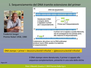 La PCR produce, attraverso n cicli di denaturazione, annealing
ed estensione, 2n copie della molecola di DNA
 