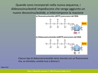 Figura 8.9
Peter J Russell, Genetica © 2010 Pearson Italia S.p.A
Sequenziamento Sanger
Il DNA stampo viene denaturato, il primer si appaia alla
sequenza complementare, presente in una sola delle eliche
DNA stampo + primer + desossinucleotidi trifosfati + didesossinucleotidi trifosfati
Frederick Sanger
Premio Nobel 1958, 1980
 