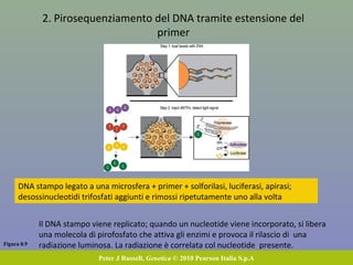 Riassumendo
1. Taglio con enzimi di restrizione. Il genoma, o un singolo cromosoma, o parte di un
cromosoma, viene ridotto in piccoli frammenti
2. Clonaggio. I frammenti vengono trasferiti su vettori plasmidici o cromosomi
artificiali, così creando una banca genomica
3. PCR. Vengono prodotte molte copie dei cloni di DNA da sequenziare
4. Sequenziamento (Sanger). La sequenza dei nucleotidi di un’elica, o di tutte e due,
viene determinata sintetizzando l’elica complementare e utilizzando
didesossinucleotidi
5. Assemblaggio. Sequenze di cloni diversi si sovrappongono, e allineandole con
metodi bioinformatici si ottengono sequenze più lunghe
 