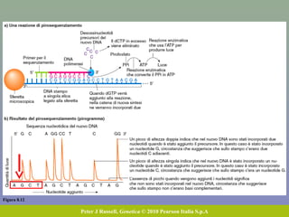 Con il sequenziamento a shotgun, si sequenziano i cloni di una
library di BAC e li si allinea sfruttando le regioni di
sovrapposizione
Craig Venter
 