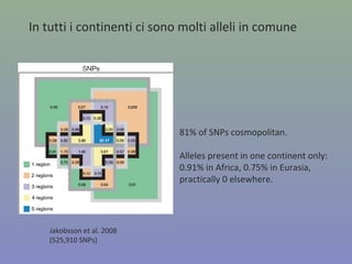 Albero evolutivo del cromosoma X:
Kaessmann et al. (2001).
Le differenze genetiche nella nostra specie sono
le più basse di tutti i primati
 