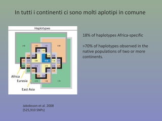 Le differenze genetiche fra popolazioni umane sono le
più basse fra tutti i primati
0.38
0.15
0.32
Entro popolazioni
Tra popolazioni
 