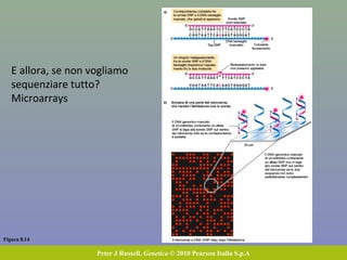 Target genes
DME genes
(Drug-Metabolising Enzymes)
Transporter genes
Classes of genes causing variation
in drug response
 