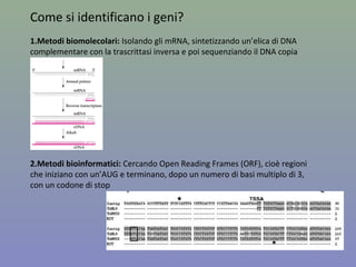 Metabolic rate – CYP2D6
Slow Normal Rapid
Amount of metabolite
in urine
N of individuals
Chinese
Swedes
Populations differ as for allele frequencies, but the whole spectrum of
phenotypes is generally present in each of them
 