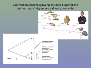 Al 19 marzo 2015, era stato completato il sequenziamento di 58151 genomi
(44430 di procarioti, 1031 di Archea, 7777 di Eucarioti)
 