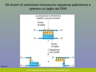 Confronti fra genomi a diverse distanze filogenetiche
permettono di rispondere a diverse domande
 