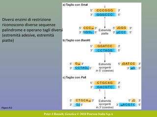 Studiare proteine e DNA comporta problemi
tecnici differenti
Si possono separare alleli proteici che
differiscono perché più basici o più acidi,
grazie alla loro diversa capacità di migrare
in campo elettrico
Ma tutto il DNA ha la stessa
carica elettrica
Con l’elettroforesi si possono solo separare frammenti di DNA di diversa
grandezza (i più piccoli sono più mobili)
È possibile trattare il DNA in modo da ottenere da tutte le cellule un frammento
della stessa regione, e riconoscerlo?  Enzimi di restrizione
 