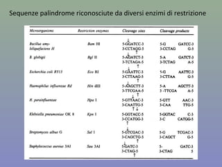 Figura 8.1
Peter J Russell, Genetica © 2010 Pearson Italia S.p.A
Gli enzimi di restrizione riconoscono sequenze palindrome e
operano un taglio del DNA
 