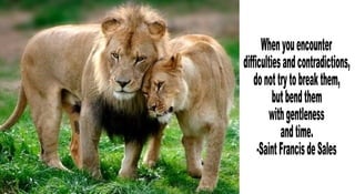 When you encounter difficulties and contradictions, do not try to break them, but bend them with gentleness and time. -Saint Francis de Sales  