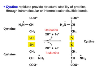 • Cystine residues provide structural stability of proteins
  through intramolecular or intermolecular disulfide bonds.




                            Oxidation




                             Reduction
 