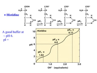 • Histidine




A good buffer at
~ pH 6.
pI =
 