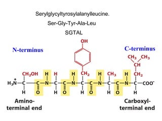 Serylglycyltyrosylalanylleucine.
             Ser-Gly-Tyr-Ala-Leu
                   SGTAL


N-terminus                                C-terminus
 